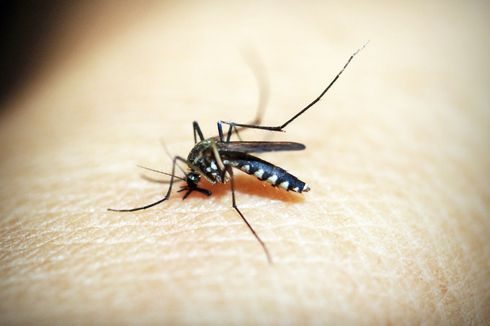 Tanda Gigitan Nyamuk yang Bawa Masalah bagi Kesehatan