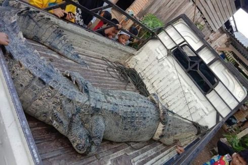 Buaya Pemangsa Seorang Ibu Rumah Tangga Ditangkap Warga