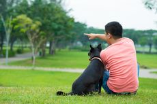 Alasan Anjing Peliharaan Bersandar pada Pemiliknya