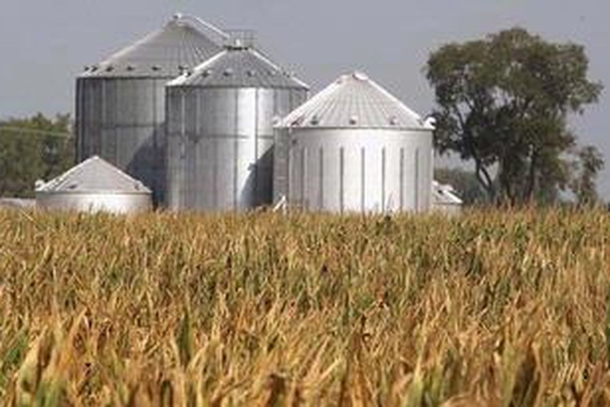 Tanaman terlihat kering akibat kekeringan yang melanda wilayah Indiana, Amerika Serikat, Rabu (18/7/2012).