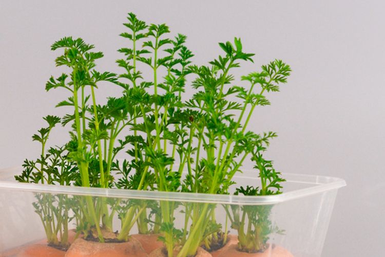 Ilustrasi menanam wortel dari sisa dapur