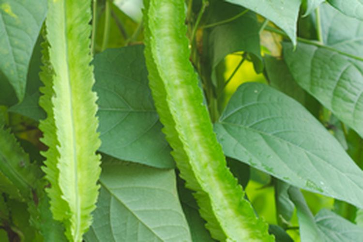 Ilustrasi tanaman kecipir