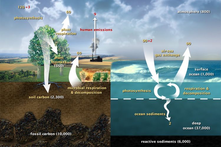 Siklus karbon geologis dan biologis yang terjadi di bumi