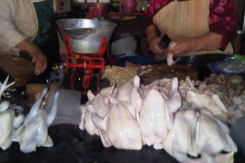 Harga Ayam Potong Anjlok, Peternak di Sumsel Terancam Gulung Tikar