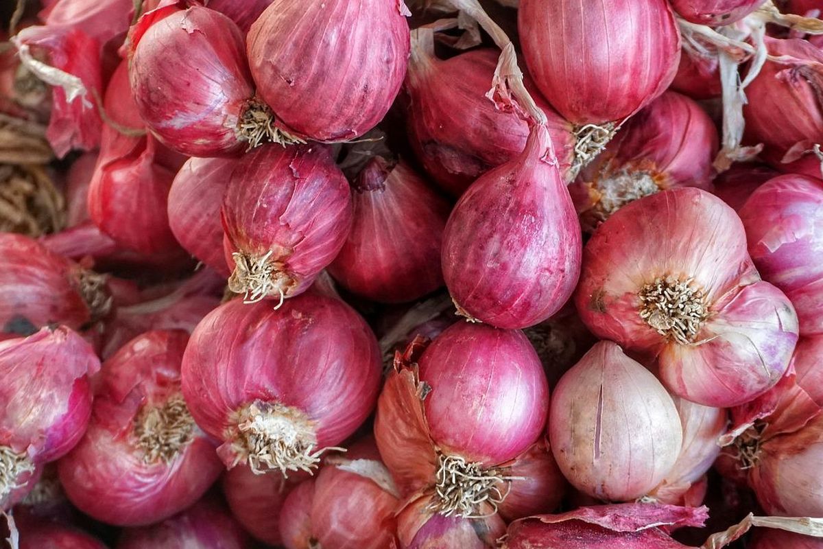 Ilustrasi bawang merah.
