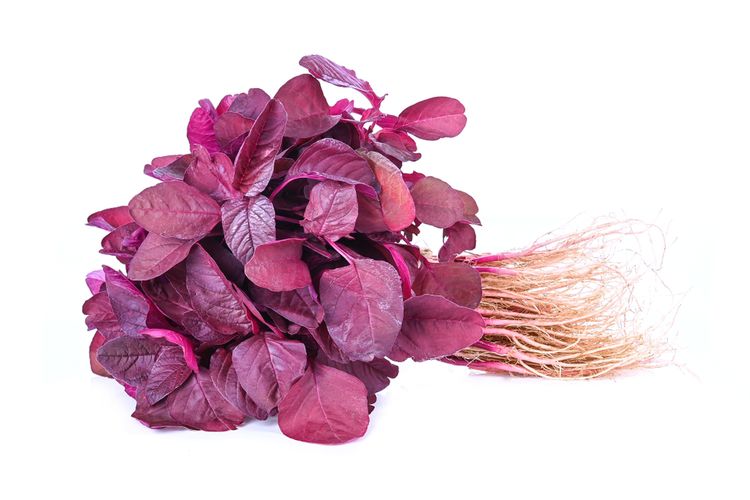 Ilustrasi bayam merah.