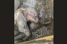Mumi Bayi Mammoth Terlengkap di Amerika Utara Ditemukan di Tambang Emas