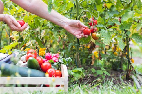 Cara Membasmi Belatung dari Tanaman Sayuran