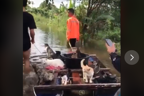 Video Viral Aksi Penyelamatan Kucing Saat Banjir Kalsel, Bagaimana Ceritanya?
