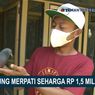 Menilik Spesialnya Jaguar, Merpati Seharga Rp 1,5 Miliar