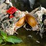 Resep Pepes Telur Asin, Lauk Makan Anti Ribet