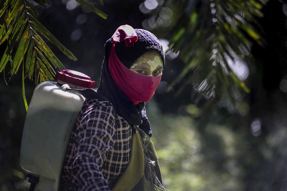 Seorang pekerja perempuan berjalan dengan penyemprot pestisida di punggungnya di perkebunan kelapa sawit di Sumatera, Indonesia, Sabtu, 8 September 2018. Beberapa pekerja menggunakan pasta kuning yang terbuat dari bubuk beras dan akar lokal sebagai tabir surya.