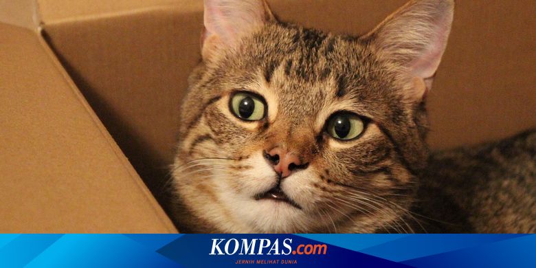 Mengapa Kucing Suka Bersembunyi di Kotak Kardus?