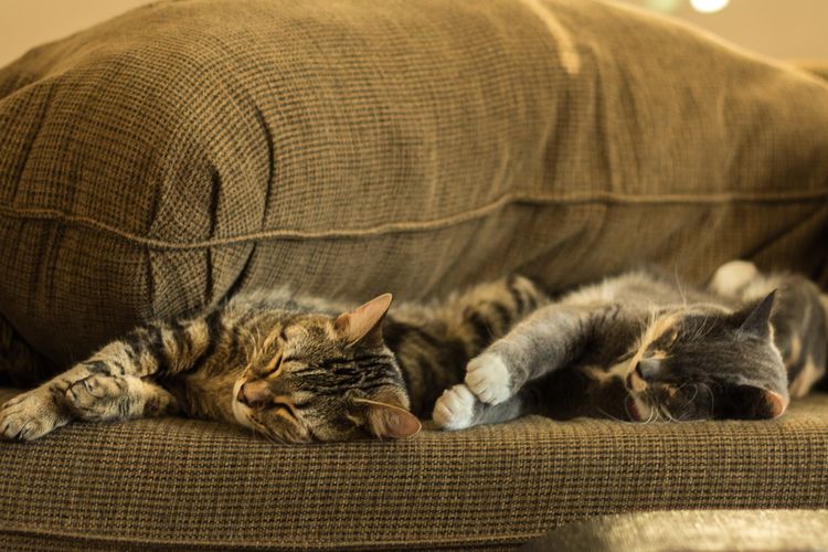 Cara menghilangkan bulu kucing di sofa.