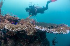 Perairan Habitat Hiu Paus Botubarani Didominasi Karang Keras
