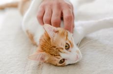 8 Tips untuk Membuat Kucing Menyukaimu