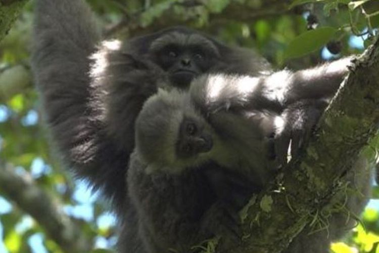 A female Javanese silver gibbon with their young