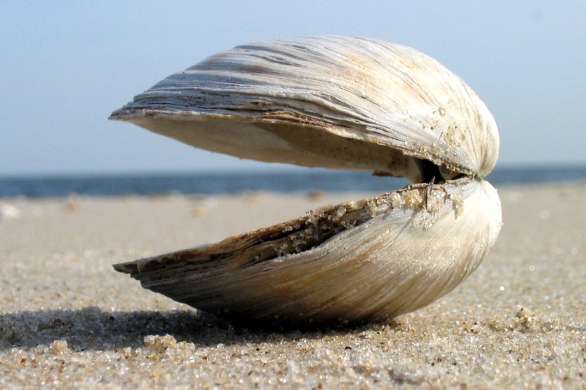 Ilustrasi clam shell

