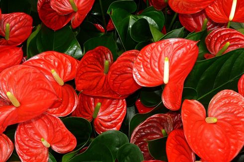 Mengapa Daun Anthurium Berubah Warna Jadi Cokelat?