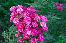 Kulit Pisang Bikin Tanaman Bunga Mawar Rajin Berbunga, Apa Benar?