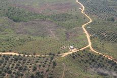 Di Medan, 58 Hektar Areal Mangrove Dialihfungsikan Jadi Sawit 