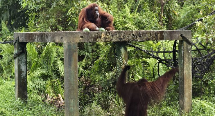 Reforestasi IKN Menuju 4.000 Hektar, Libatkan Swasta Pulihkan Ekosistem