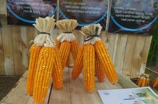 Realisasikan Ketahanan Pangan, Bayer Luncurkan Jagung Bioteknologi