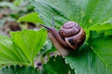 10 Cara Alami Membasmi Siput di Halaman Rumah