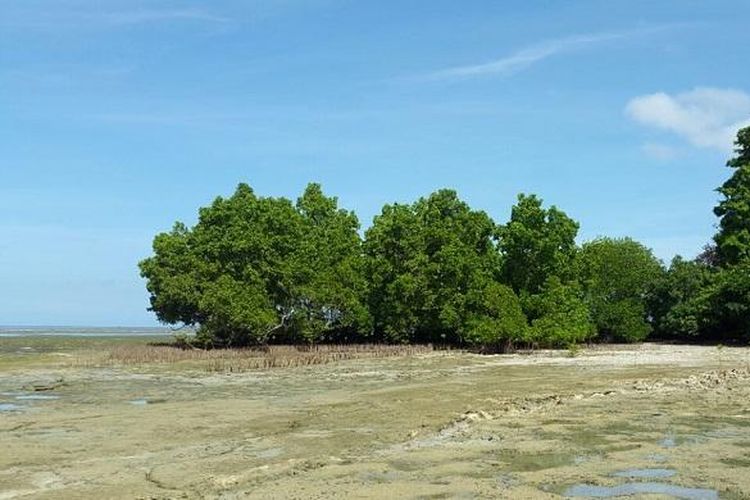 Wakatobi