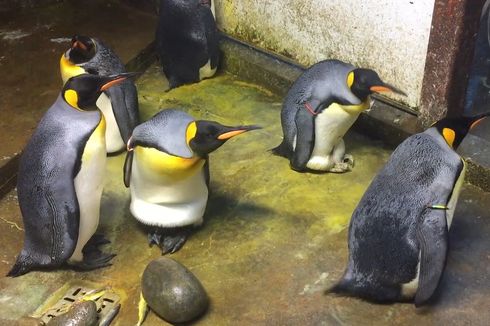 Pasangan Penguin Gay Culik Bayi Penguin di Kebun Binatang Denmark