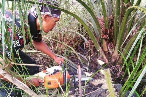Kebun Sawit Tersembunyi Ditemukan di Kawasan Suaka Margasatwa GSK