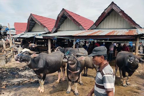 Pasar Bolu dan Transaksi Jual Beli Kerbau di Toraja