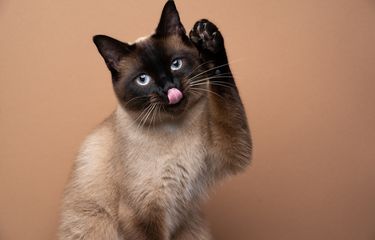 5 Penyebab Kucing Menjulurkan Lidah Halaman all - Kompas.com
