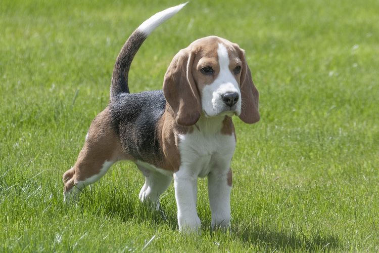 Ilustrasi ras anjing Beagle. 