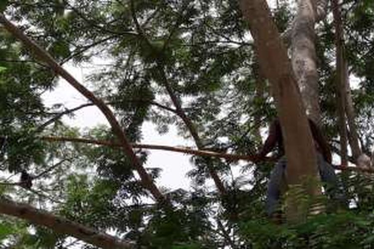 Petugas BKSDA Sultra memanjat pohon tempat kera langka berrgelantungan mencari makan