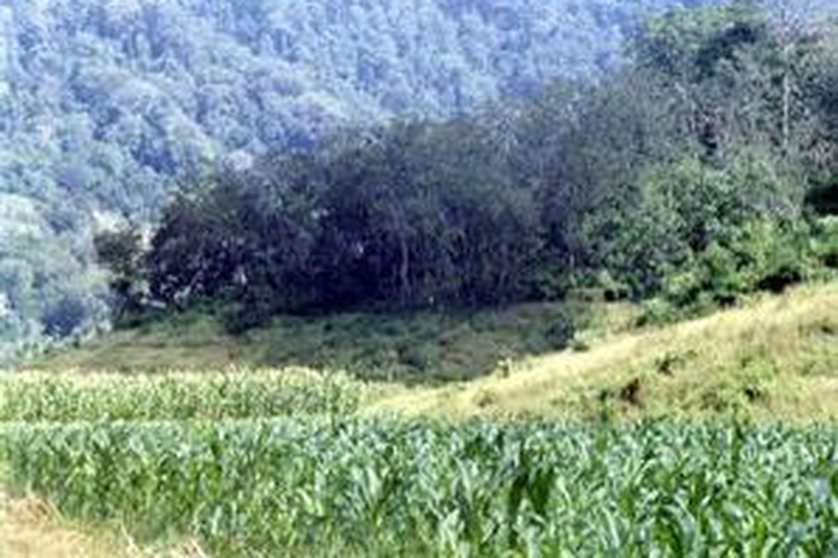 Dua perkebunan besar seluas 2.000 hektar dan 3.153 penduduk yang sudah ada lebih dulu dalam Taman Nasional Meru Betiri, Jawa Timur, sebelum ditetapkan menjadi Taman Nasional.