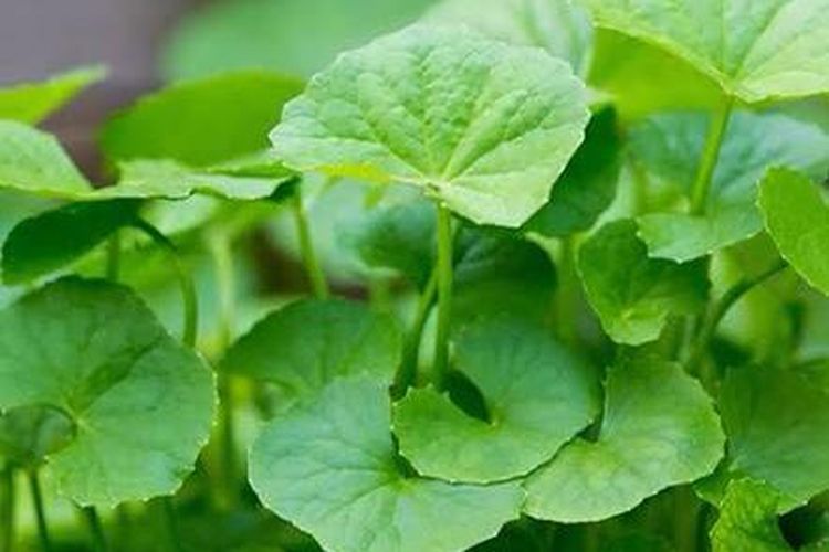 9 Tanaman Herbal Untuk Mengobati Batuk Halaman All Kompas Com