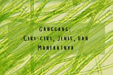 Ganggang: Ciri-ciri, Jenis, dan Manfaatnya