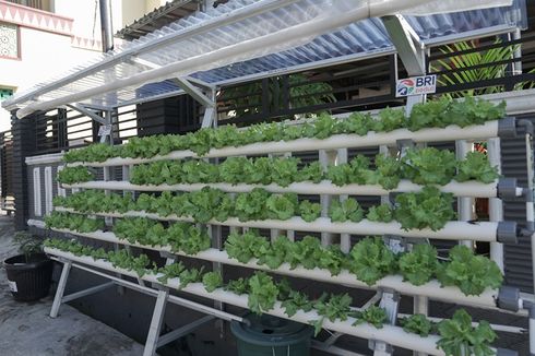 Program BRInita dari BRI Sulap Lahan Sempit Jadi Urban Farming Produktif