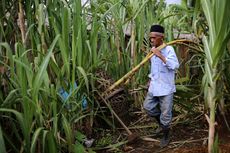 Pecinta Makanan Manis, Begini Kisah Penemuan Gula...