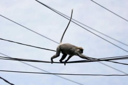 Sempat Serang 7 Warga di Medan, Seekor Monyet Ditembak Mati