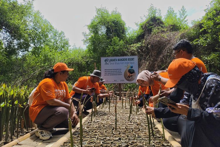 Mau Tanam Bakau TWA Angke Kapuk? Segini Biayanya