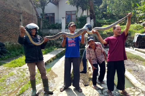 Warga Tangkap Ular Piton Sepanjang 4 Meter di Kandang Ayam 