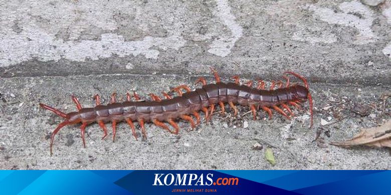 Begini Cara Membasmi Kelabang Di Toilet Halaman All Kompas Com