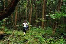 Mengintip Hutan Aokigahara di Jepang, Tempat Sempurna untuk Mati