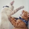 6 Penyebab Kucing Berkelahi Satu Sama Lain dan Cara Mengatasinya