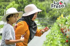 La Fresa Farm, Wisata Petik Stroberi Jepang di Lembang Jawa Barat