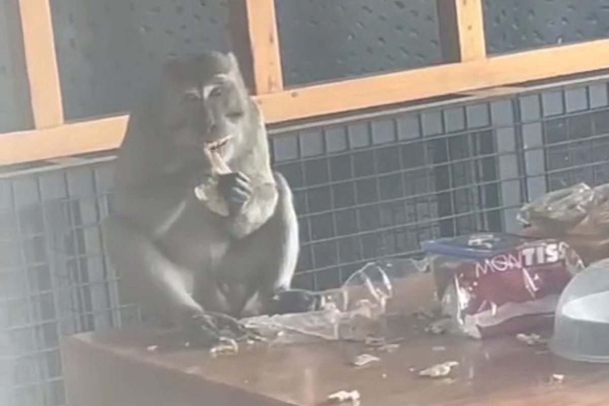 Sekelompok monyet liar tengah mencuri makanan lebaran milik warga Villa Bandung Indah, Desa Cimekar, Kecamatan Cileunyi, Kabupaten Bandung, Jawa Barat pada Selasa (9/4/2024)
