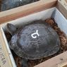 13 Kura-kura Leher Ular dari Singapura Tak Bisa Langsung Dilepasliarkan di Rote Ndao, Begini Penjelasannya