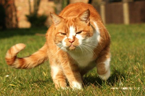 Kucing Mengejar Ekornya Sendiri, Haruskah Kita Khawatir?